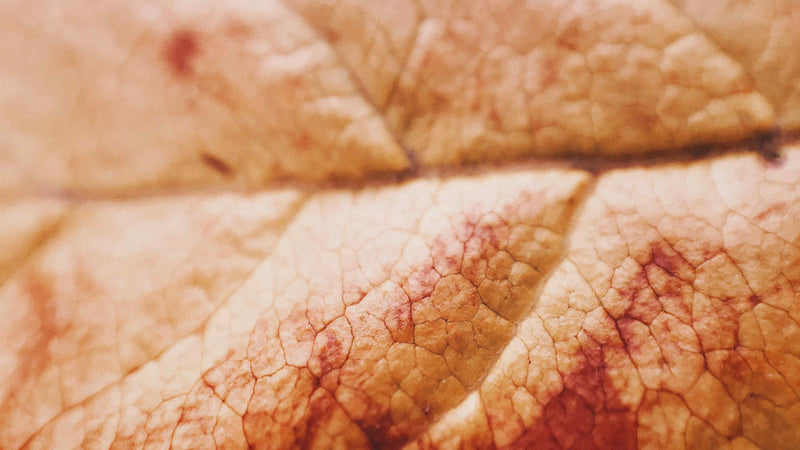 A macro photograph of a dried leaf, its surface finely cracked and reddened